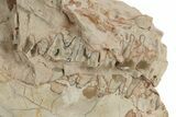 Bargain, Fossil Oreodont (Leptauchenia) Skull - South Dakota #249264-3